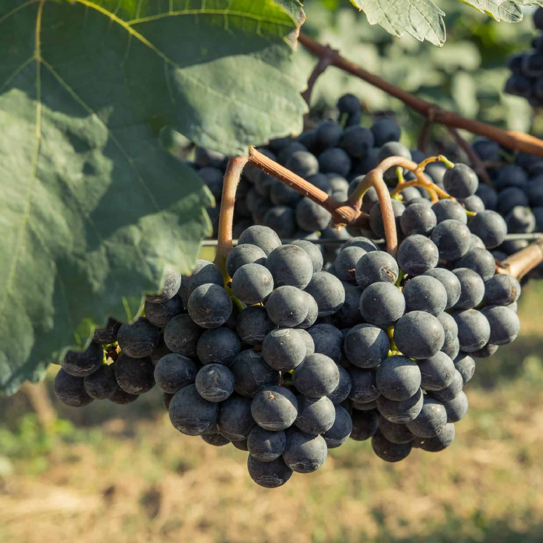 20 april Blaufränkisch