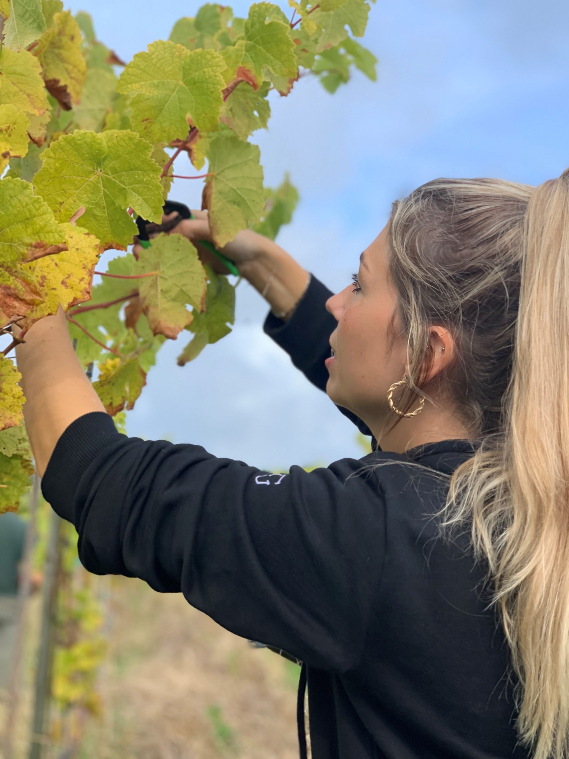 1 oktober druivenplukken bij Wijngaard Dassemus